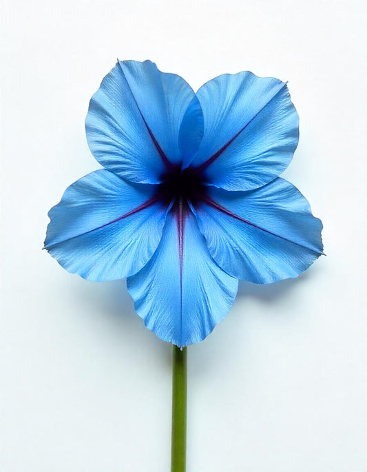 Blue Flower Collection of 11